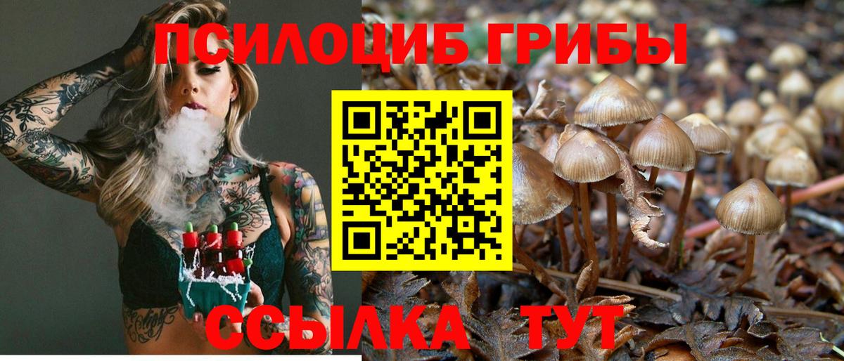 Зеленокумск  Псилоцибиновые грибы Psilocybe  Вход с VPN 